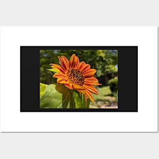 Orange Sunflower Photographic Image Posters and Art